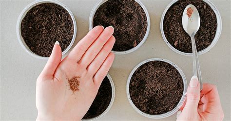 How To Store & Save Strawberry Seeds - The Garden Magazine