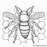 Honeycomb Coloring Pages  Free & Printable sketch template