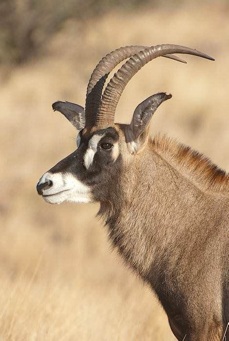 Trophy Hunting the Roan Antelope in South Africa - ASH Adventures