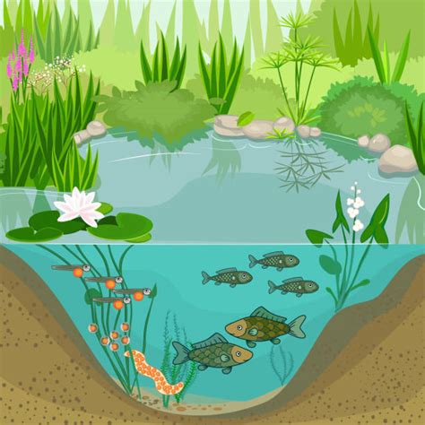 Best Ecosystem Diagram Illustrations, Royalty-Free Vector Graphics ...