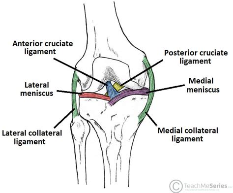 The Knee Joint - Articulations - Movements - Injuries - TeachMeAnatomy