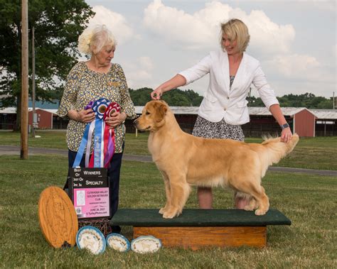 Understanding the Wonderful World of Dog Shows - The Canine Chasm