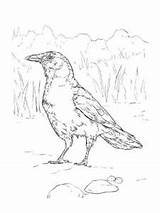 Crow coloring page sketch template