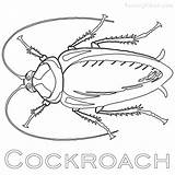 Cockroach Coloring Sheet  Amanda Gregorys Pages sketch template