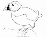 Cute Atlantic Puffin Coloring Page For Kids  Free Auks Printable sketch template