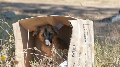 PERROS ABANDONADOS | He visto un perro abandonado, ¿qué debo hacer?