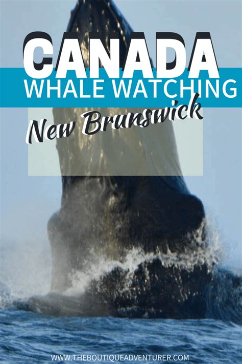 Whale Watching St Andrews - The Ultimate Guide - The Boutique Adventurer