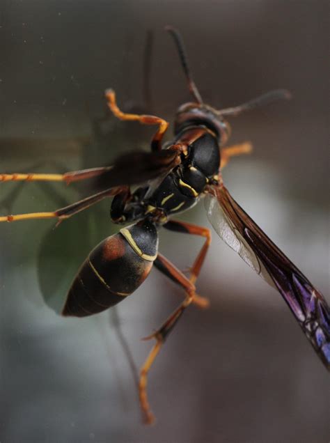 A handsome northern paper wasp on my window yesterday! From New York ...