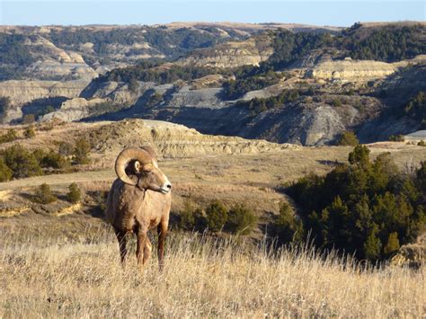 Best Time to Visit Theodore Roosevelt National Park + Wildlife You Can See (Bison, Bighorns, and ...