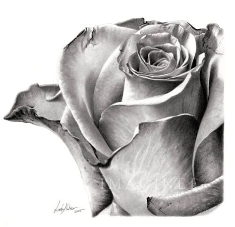 Free Rose Flower Drawing, Download Free Rose Flower Drawing png images ...