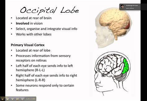 Occipital lobe: processes visual infor from eyes in primary visual cortex. Located near the rear ...