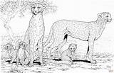 20  Free Printable Cheetah Coloring Pages EverFreeColoringcom sketch template