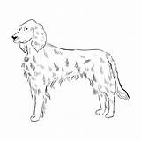 Irish Setter Coloring Pages sketch template