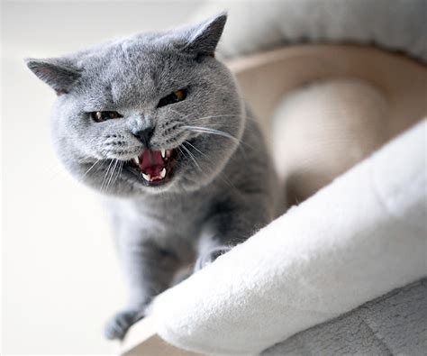 Aggressive Cat