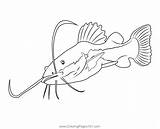 Redtail Catfish Coloring Page For Kids  Free Catfishes Printable sketch template