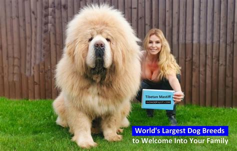 How Big Is The Biggest Dog Breed