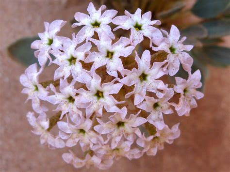 Pale pink flowers - pictures of Abronia Nana, Nyctaginaceae - wildflowers of West USA