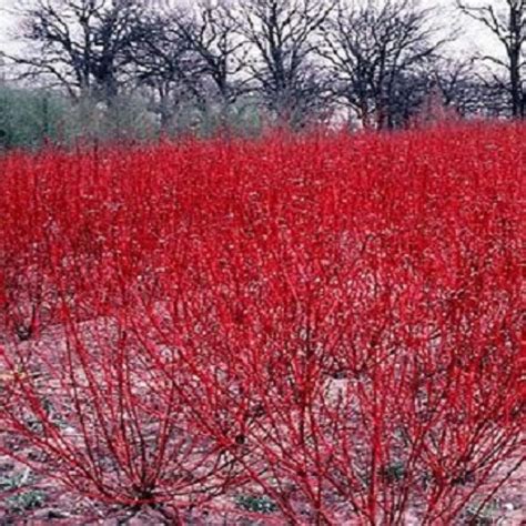 Cornus Stolonifera Arctic Fire® Red | ubicaciondepersonas.cdmx.gob.mx