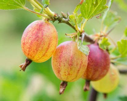 How to do gooseberry pruning for a big harvest | Gardeningetc