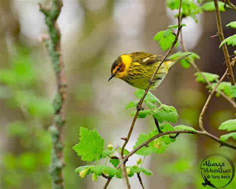 The Second Wave of Spring Bird Migration - PHOTONews Magazine