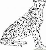 Free Printable Picture Cheetah sketch template