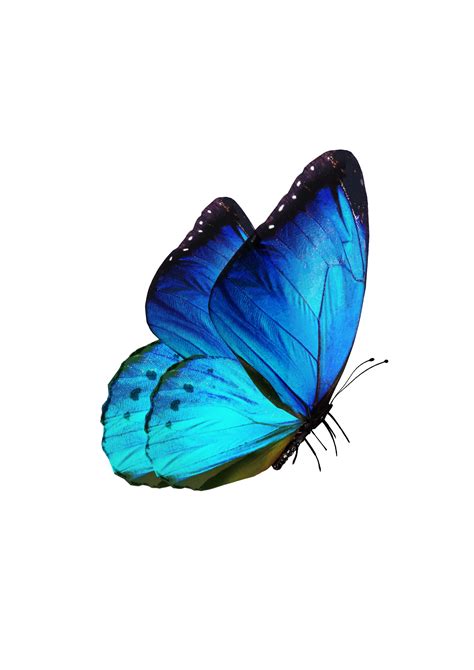 Check out the sticker @sqtippy made with #PicsArt | Tatuagem de borboleta azul, Borboleta em ...