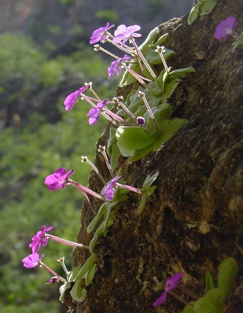 Pin on Carnivorous Plants