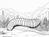 Printable Millipede Coloring Page  sketch template