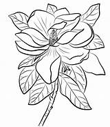Magnolia Coloring Pages Coloring sketch template