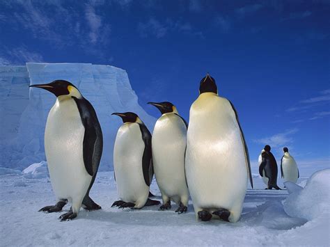 ice, Snow, Penguins, Sea Wallpapers HD / Desktop and Mobile Backgrounds