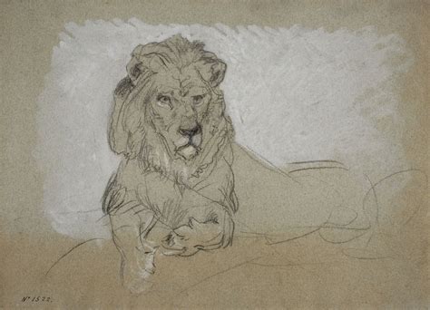 Lion Lying Down Drawing at PaintingValley.com | Explore collection of ...