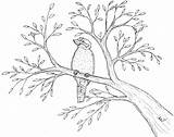 Robins Great Coloring Page Kookaburra In Gum Tree  Nation sketch template
