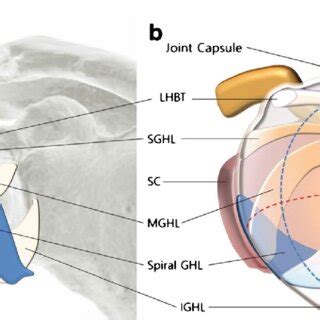 Anatomy of the shoulder joint capsule structure and demonstrations of... | Download Scientific ...