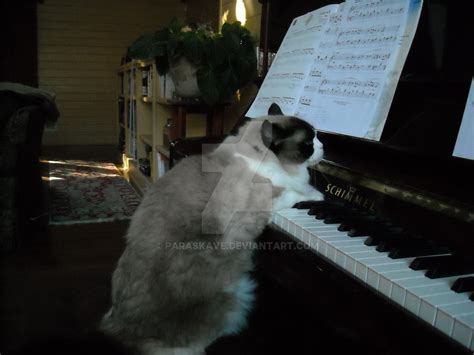 cat playing piano by paraskave on DeviantArt