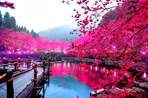 Cherry Blossoms Festival, Japan: | Shah Nasir Travel