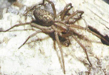 Aggressive house spiders can inflict a dangerous bite | The Daily Chronicle