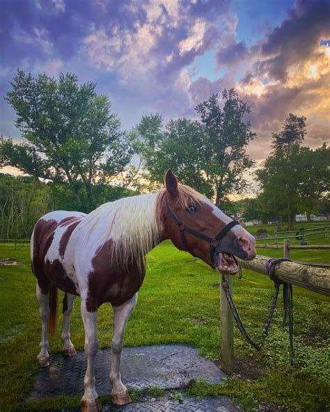 The Horse Nation Team Gives Thanks | HORSE NATION