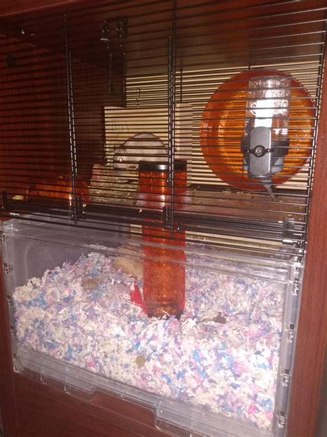 Good enough cage for two gerbils? Please be nice, we don't know, there ...