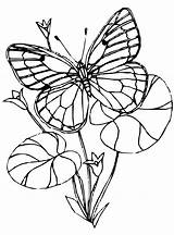 Butterfly Coloring Pages Kids Home Images sketch template