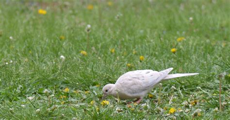 Leucistic birds an uncommon find