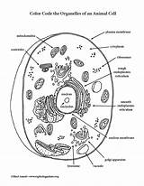 Animal Cell Coloring sketch template