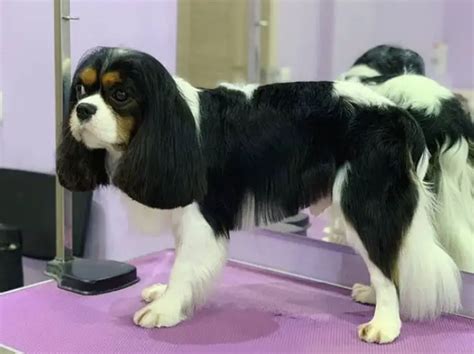 10 Best Cavalier King Charles Spaniel Haircuts - The Paws