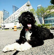 Portuguese Water Dog - Wikipedia