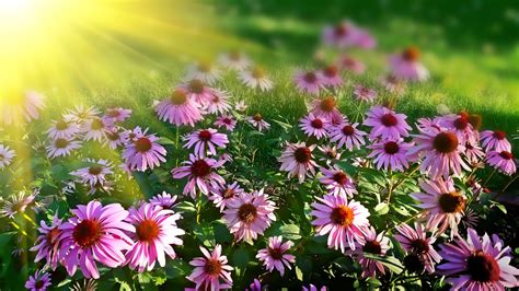 Sun Drenched Cone Flowers Free Stock Photo - Public Domain Pictures