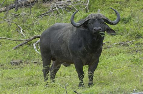 Cape Buffalo Facts, Habitat, Diet, Life Cycle, Pictures