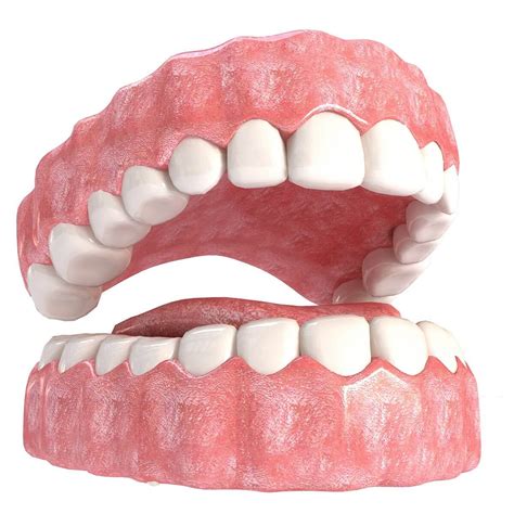 Home & Living Realistic Bottom Teeth 3D Model File Wall Hangings Wall ...