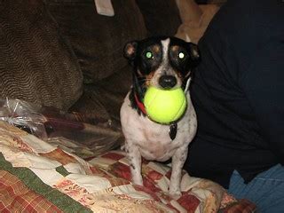 Ball Face | A dog without a ball is like a fish without lips… | Flickr