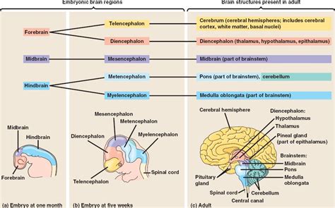 Brain Jack Image: Brain Development