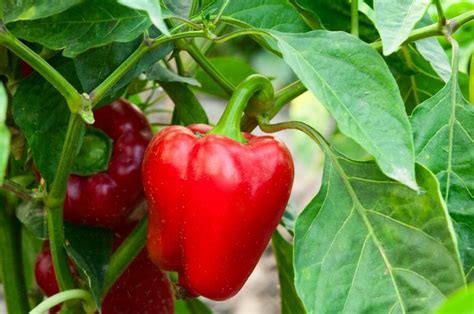 12 Amazing Health Benefits of Paprika - eCellulitis