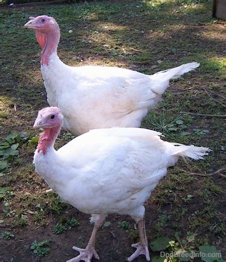 Featured Pet of the Day: The Turkey